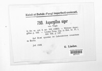 Aspergillus niger image